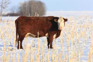 vaca em campo congelado saskatchewan foto