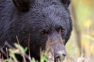 urso preto ao longo da estrada da colúmbia britânica foto