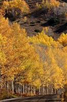 árvores de outono ao longo de uma estrada de montanha na colúmbia britânica foto