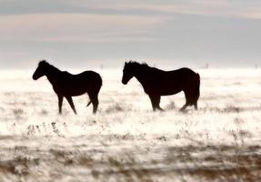 cavalos no inverno foto