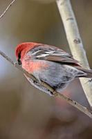 grosbeak de pinheiro no inverno foto