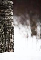 tronco de árvore no inverno foto