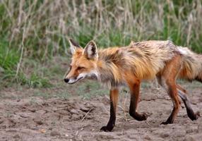 raposa vermelha megera na primavera foto