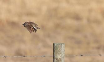 Meadowlark em voo saskatchewan canadá foto