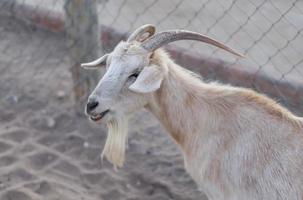 ram olhando para um lado foto