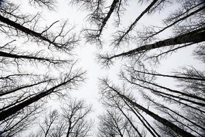 aspen árvores saskatchewan no inverno foto
