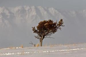 árvore solitária nas planícies sopradas pelo vento foto