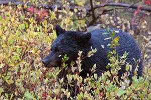 urso preto ao longo da estrada da colúmbia britânica foto