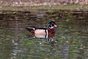 pato de madeira na lagoa foto