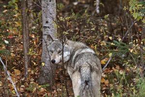 lobo cinzento ao longo da borda da floresta na colúmbia britânica foto
