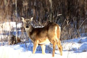 veado whitetail no inverno foto