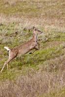 veado correndo no campo canadá foto