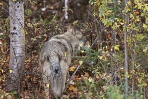 lobo cinzento ao longo da borda da floresta na colúmbia britânica foto