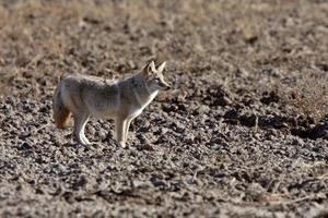 coiote no campo de saskatchewan foto