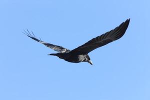 corvo em voo foto