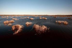 pântanos da ilha hecla em manitoba foto