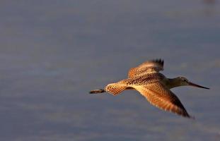 Willet em voo em Saskatchewan foto