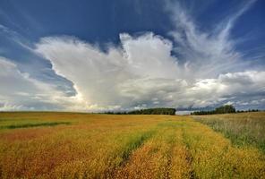 paisagem campestre de saskatchewan foto