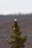 águia empoleirada no topo do pinheiro na colúmbia britânica foto