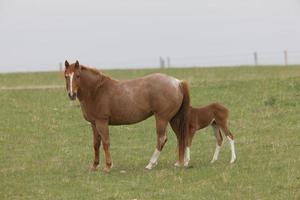 cavalo e potro no pasto saskatchewan canadá foto