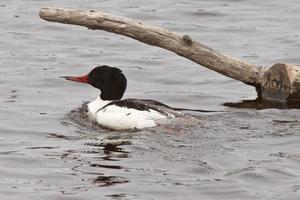 Merganzer comum nadando no lago manitoba do norte foto