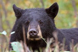 urso preto ao longo da estrada da colúmbia britânica foto