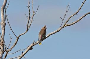 cedro waxwing empoleirado na árvore foto