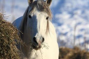 cavalos na tempestade de inverno foto