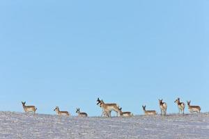 antílope pronhorn da pradaria no inverno saskatchewan foto