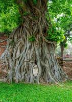 estátua de cabeça de buda com raízes de árvores bodhi presas em wat mahathat foto