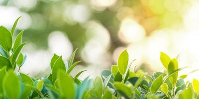 closeup folha verde fresca no jardim sob a luz do sol com fundos bokeh, plantas de folhas verdes naturais, conceito para fundos e pano de fundo ecologia ou papel de parede verde, copie o espaço para o seu texto. foto