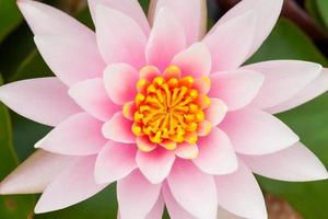fundo de natureza de flor de lótus rosa foto