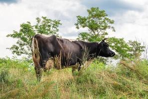 fotografia sobre o tema bela vaca leiteira grande foto