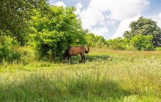 lindo garanhão de cavalo selvagem marrom no prado de flores de verão foto