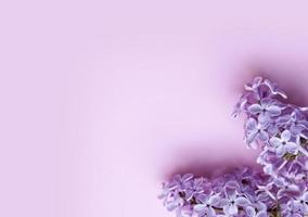 flores lilás em um fundo rosa. conceito de postura plana de primavera com espaço de cópia foto
