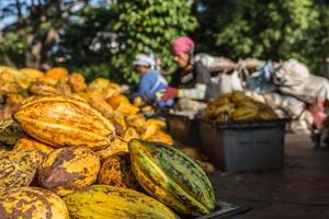 frutas frescas de cacau na fábrica de cacau foto