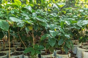 árvores de café jovens se preparando para serem plantadas em uma plantação de café foto