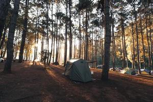 floresta de pinheiros e área de camping pela manhã foto