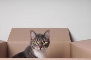 gato em caixa de papelão foto