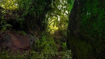 estrada na floresta com muitas plantas crescendo foto