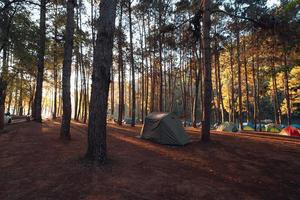 floresta de pinheiros e área de camping pela manhã foto
