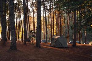 floresta de pinheiros e área de camping pela manhã foto