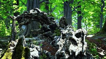 tronco e pedra coberto com um musgo verde foto