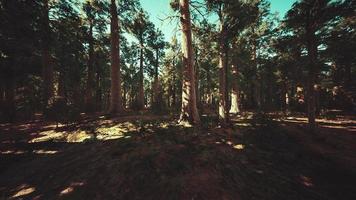 sequoias gigantes ou sequoias sierra crescendo na floresta foto