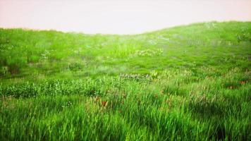 campo verde fresco e céu azul na primavera foto