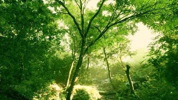 bela clareira da floresta verde em uma luz do sol foto