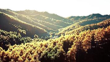 bela floresta de outono laranja e vermelha foto