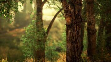 vista panorâmica da majestosa floresta perene em um nevoeiro matinal foto