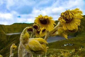 montanha, flor, lago foto