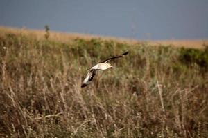 Willet voando de slough em saskatchewan foto